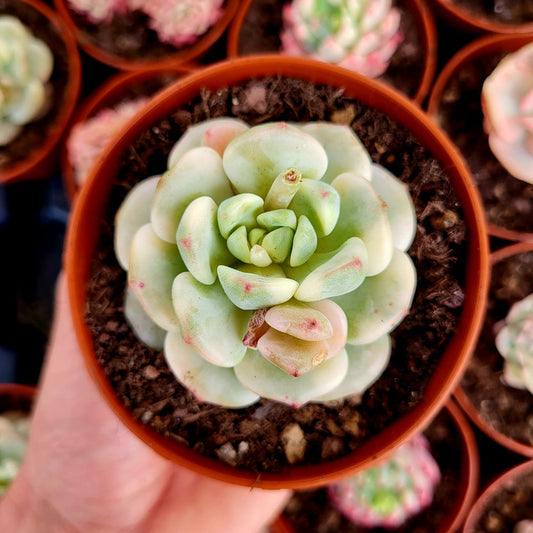 Sedeveria "Pudgy" variegata