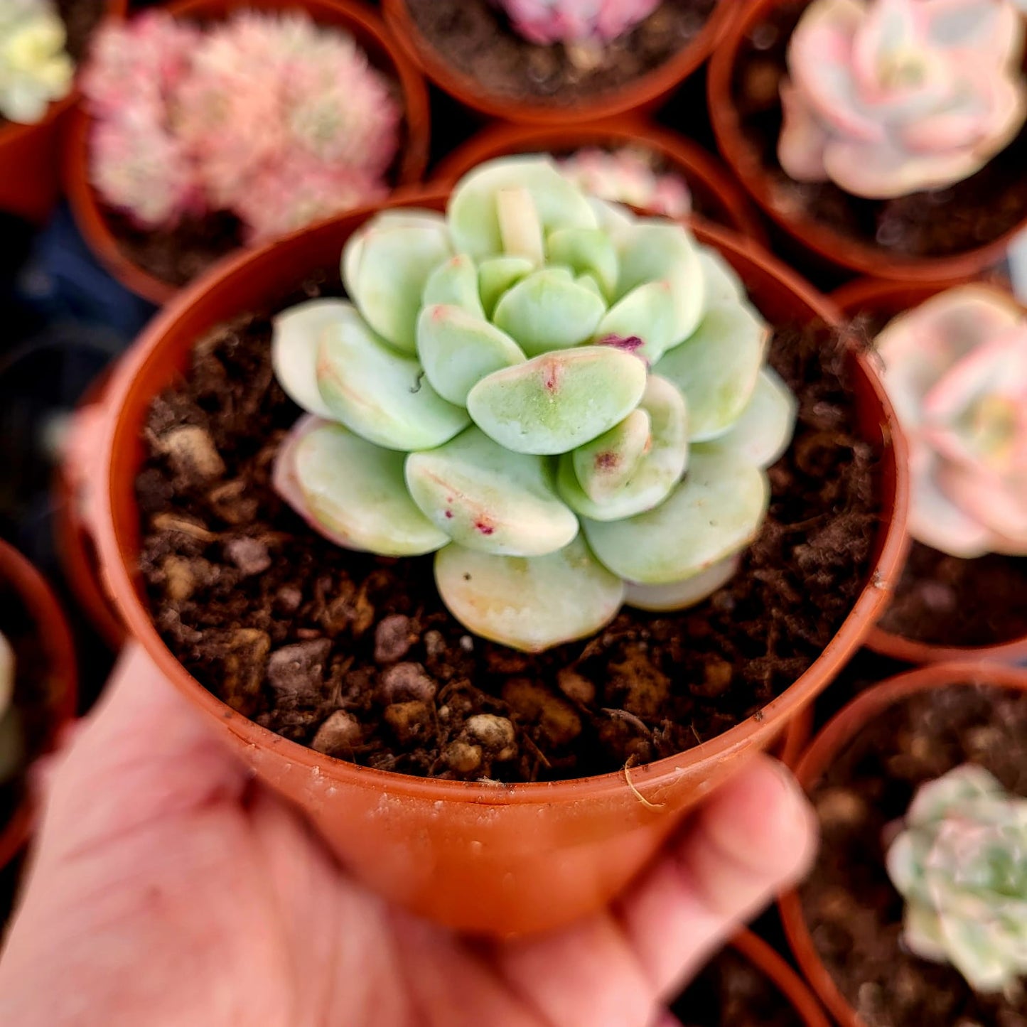Sedeveria "Pudgy" variegata