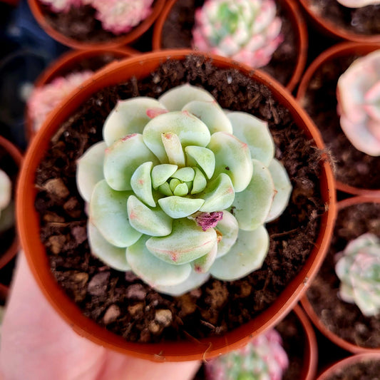 Sedeveria "Pudgy" variegata