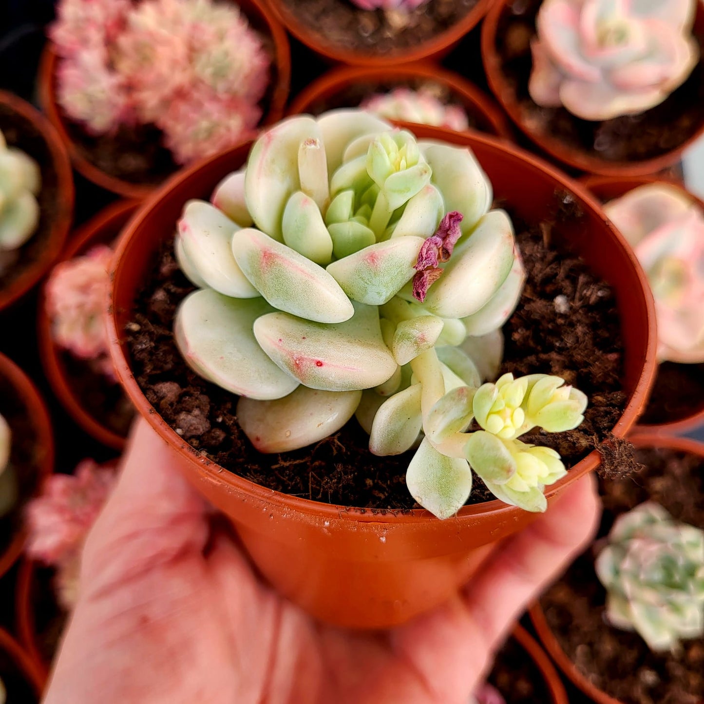 Sedeveria "Pudgy" variegata