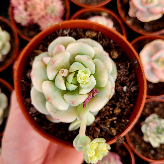 Sedeveria "Pudgy" variegata