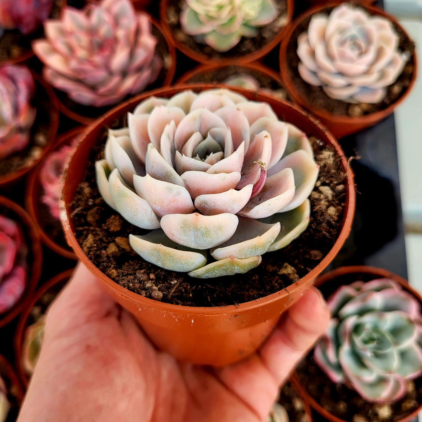 Echeveria "Blue Surprise" variegata