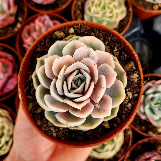 Echeveria "Blue Surprise" variegata