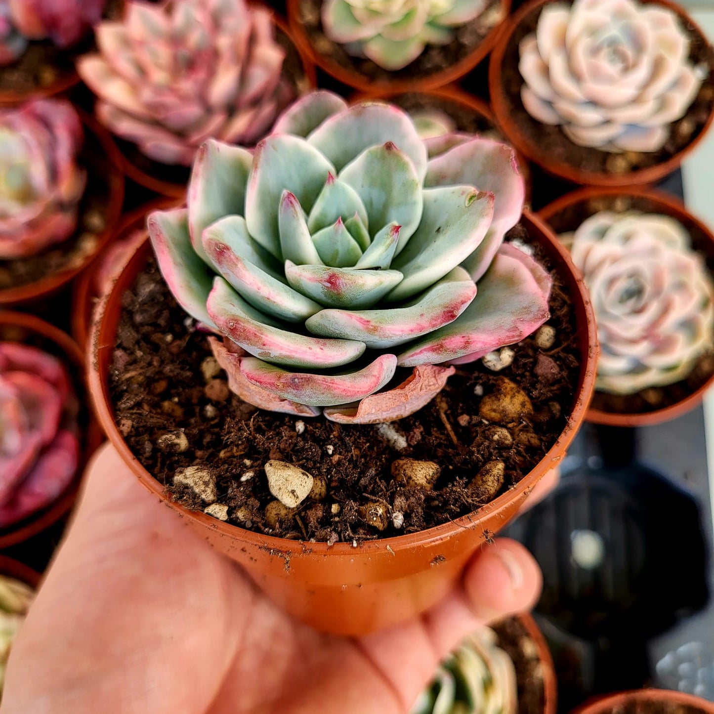 Echeveria "Atlantis" variegata