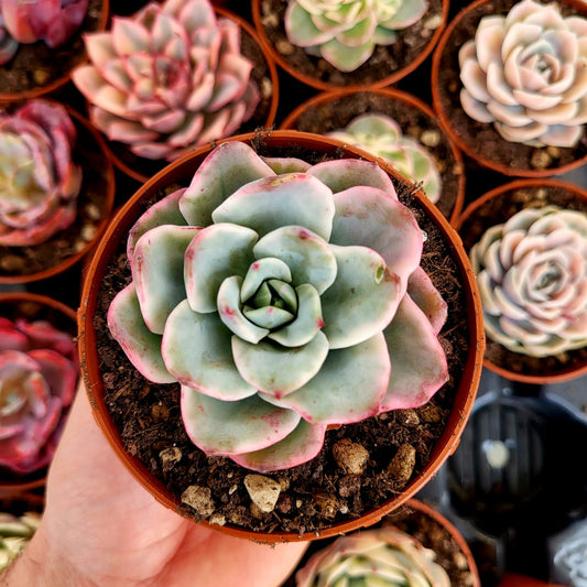 Echeveria "Atlantis" variegata
