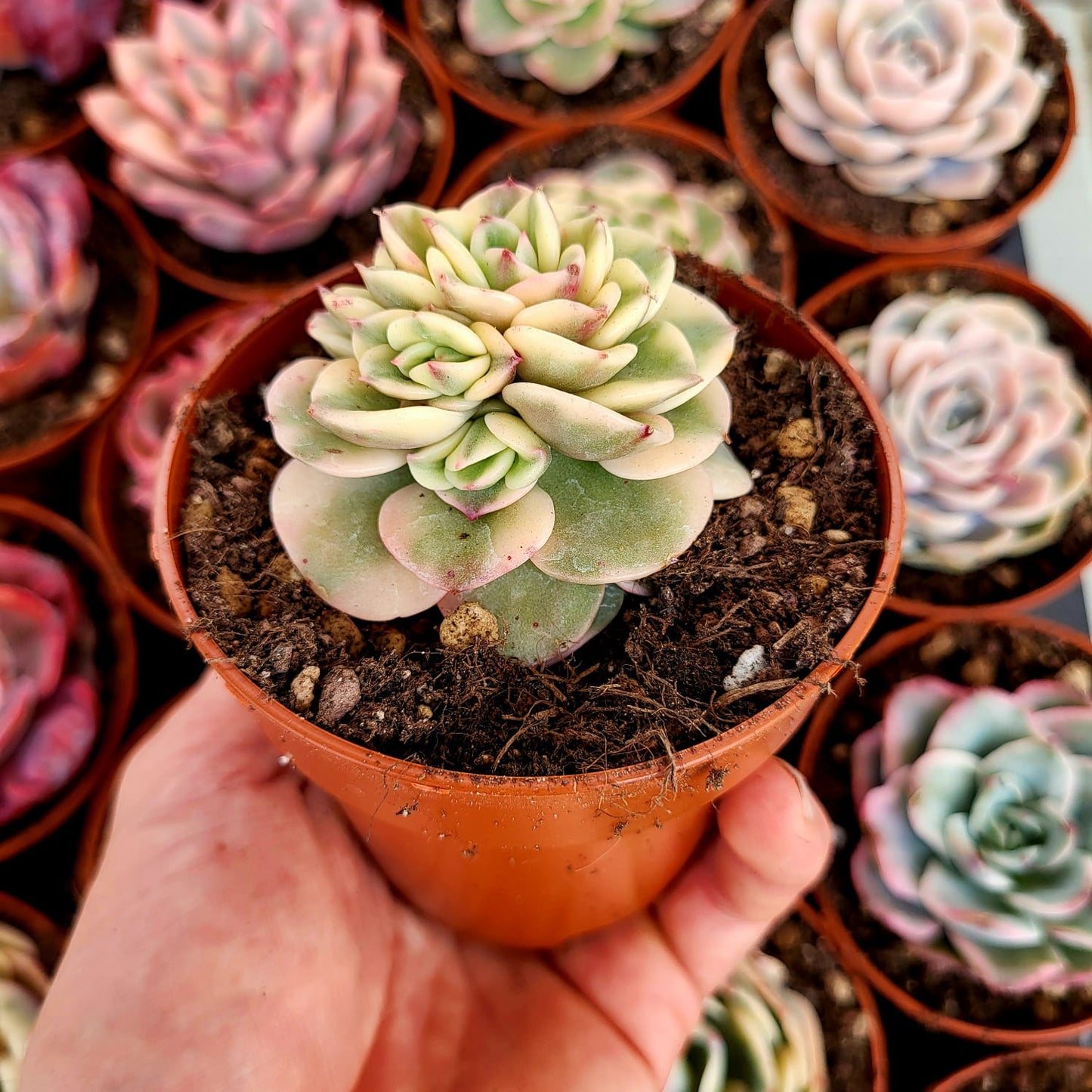 Sedeveria "Rolly" variegata