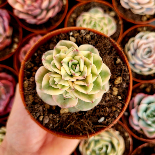 Sedeveria "Rolly" variegata