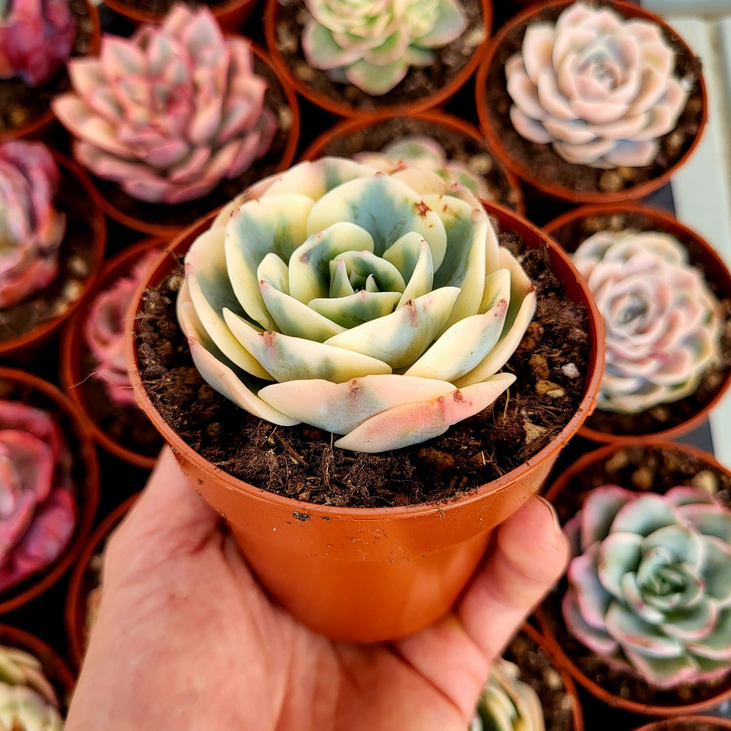 Echeveria "Compton Carousel" variegata
