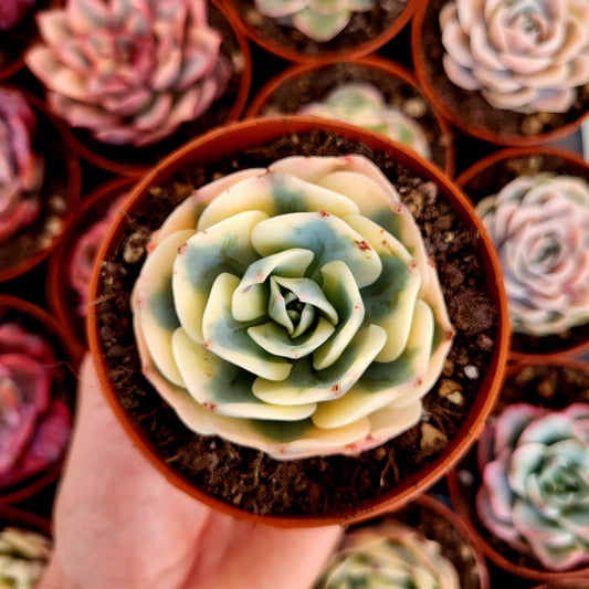 Echeveria "Compton Carousel" variegata