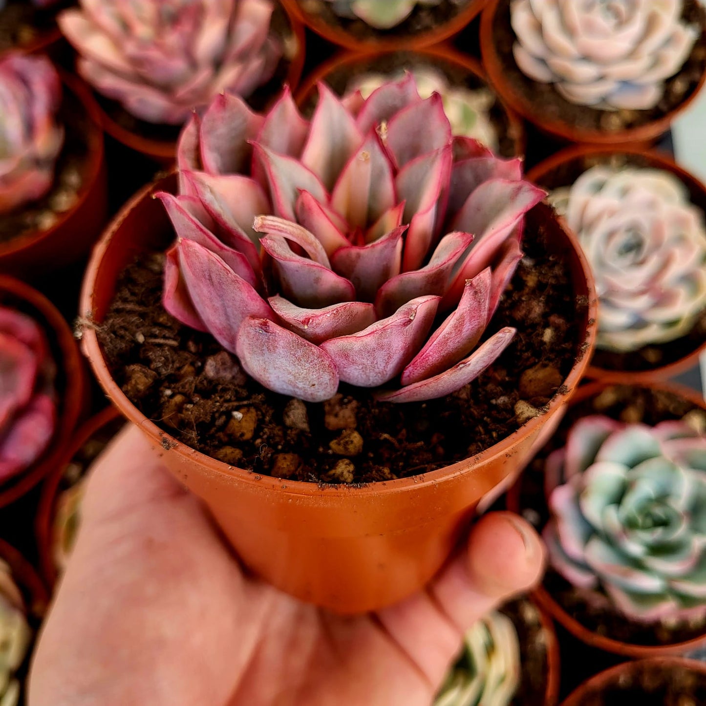 Echeveria "Esther" variegata