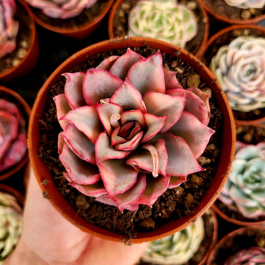 Echeveria "Esther" variegata