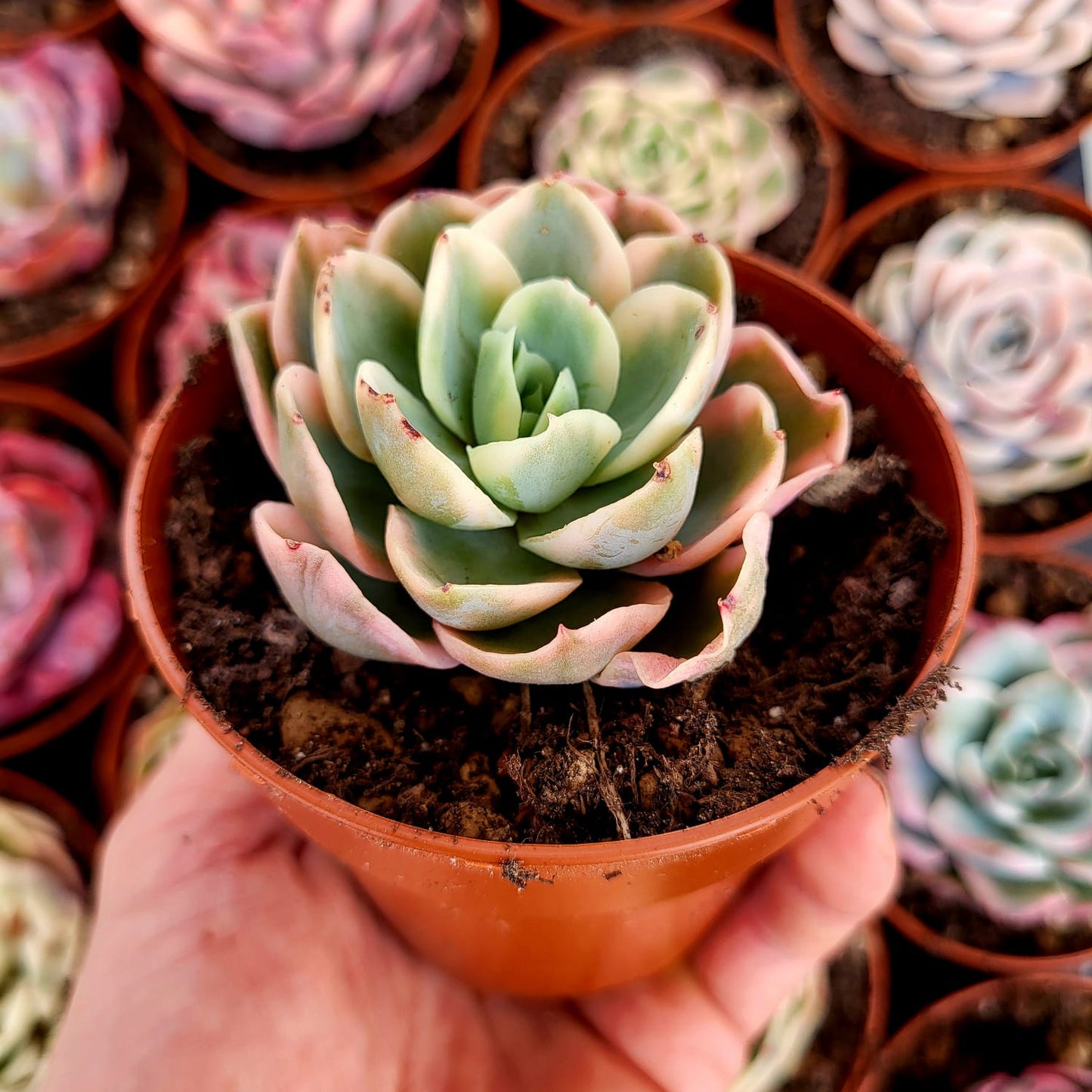 Echeveria "Pink Vera" variegata