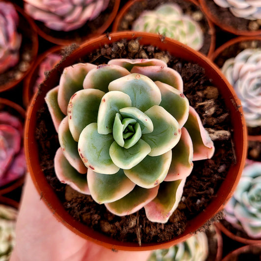 Echeveria "Pink Vera" variegata
