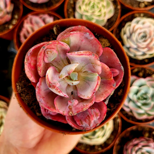 Echeveria "Beyonce" variegata