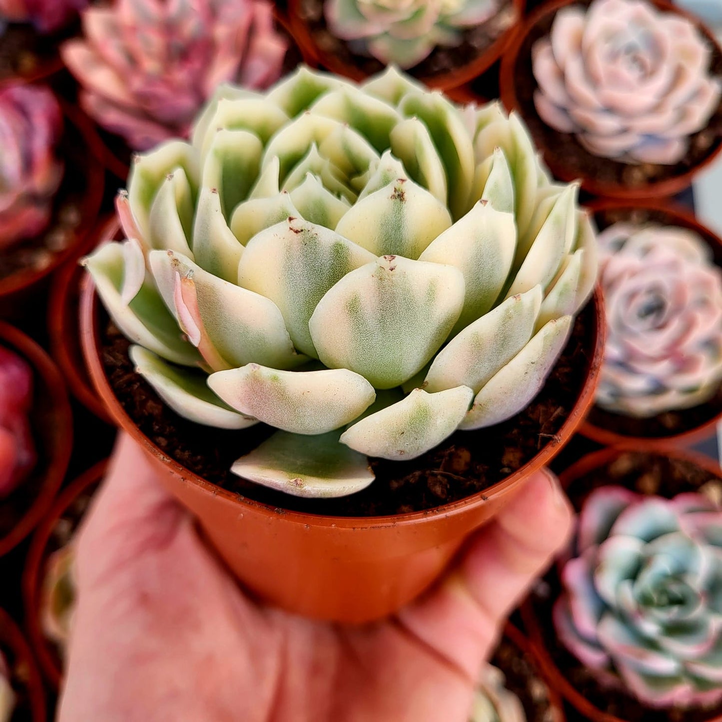 Echeveria "Onslow" variegata