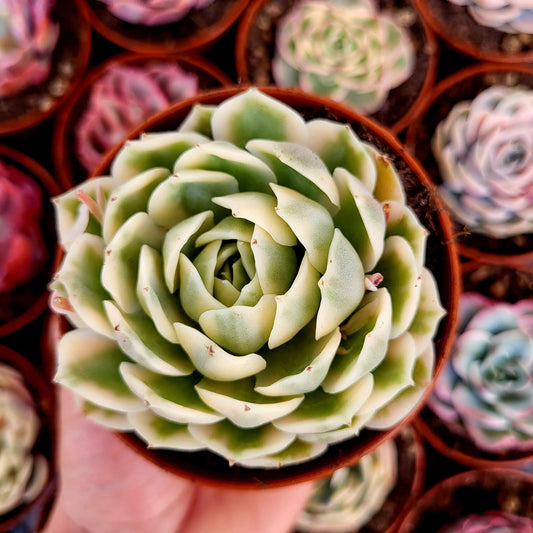 Echeveria "Onslow" variegata