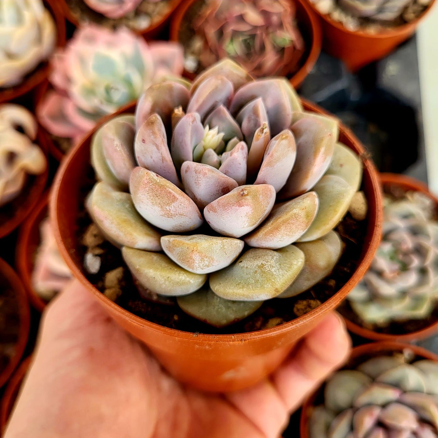 Echeveria "Demone Reale"