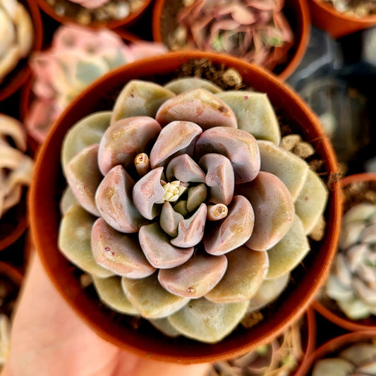 Echeveria "Demon Real"