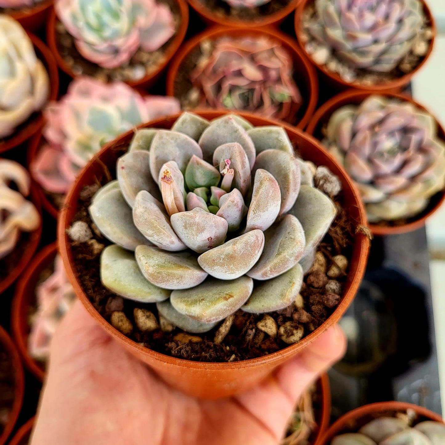 Echeveria "Demone Reale"