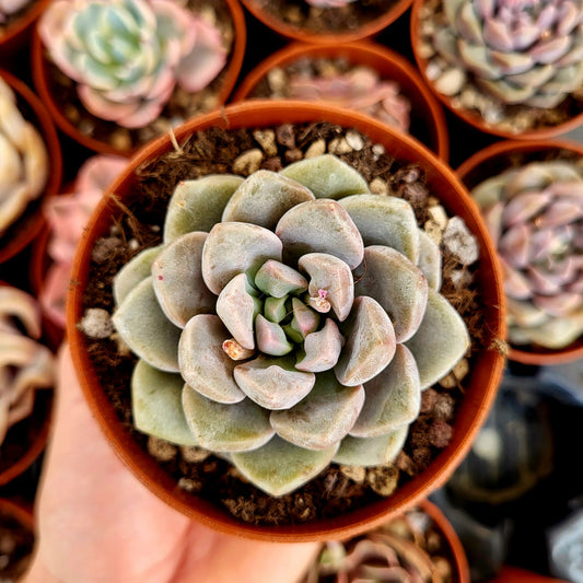 Echeveria "Demon Real"