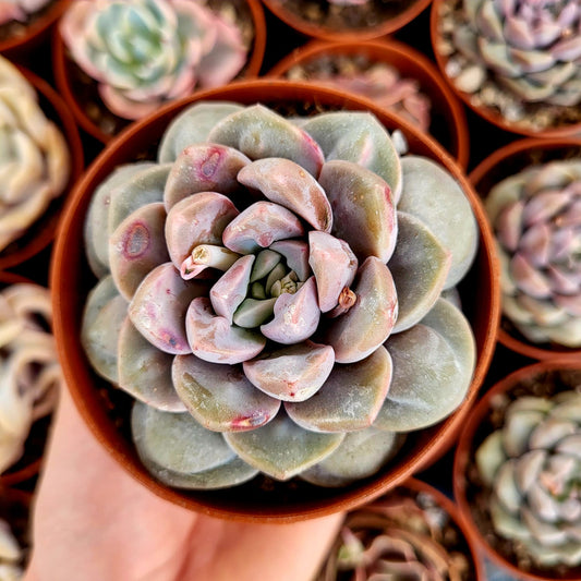 Echeveria "Demon Real"