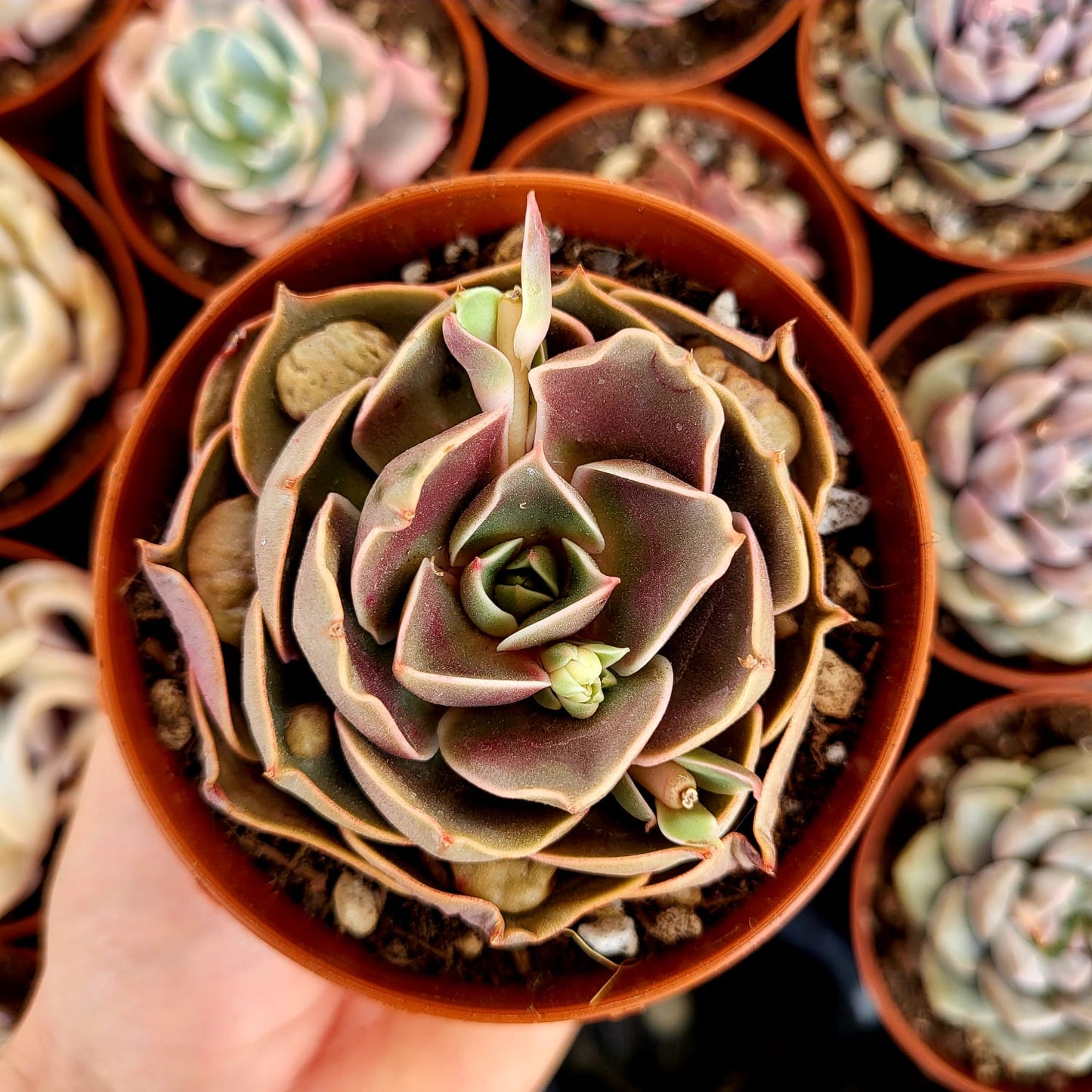 Echeveria "Luce Rossa"