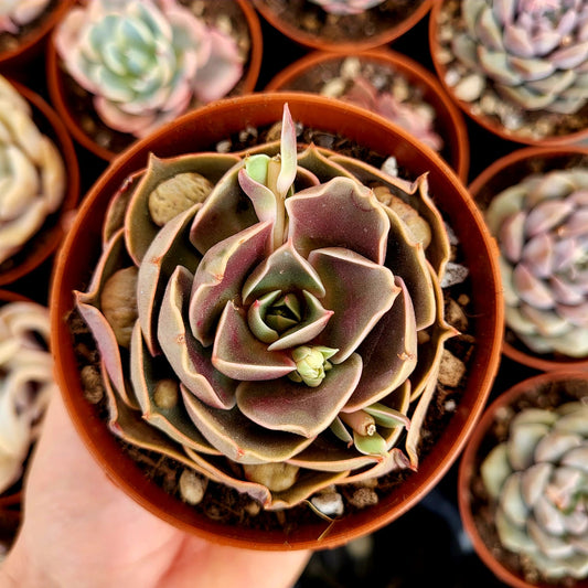 Echeveria "Red Light"
