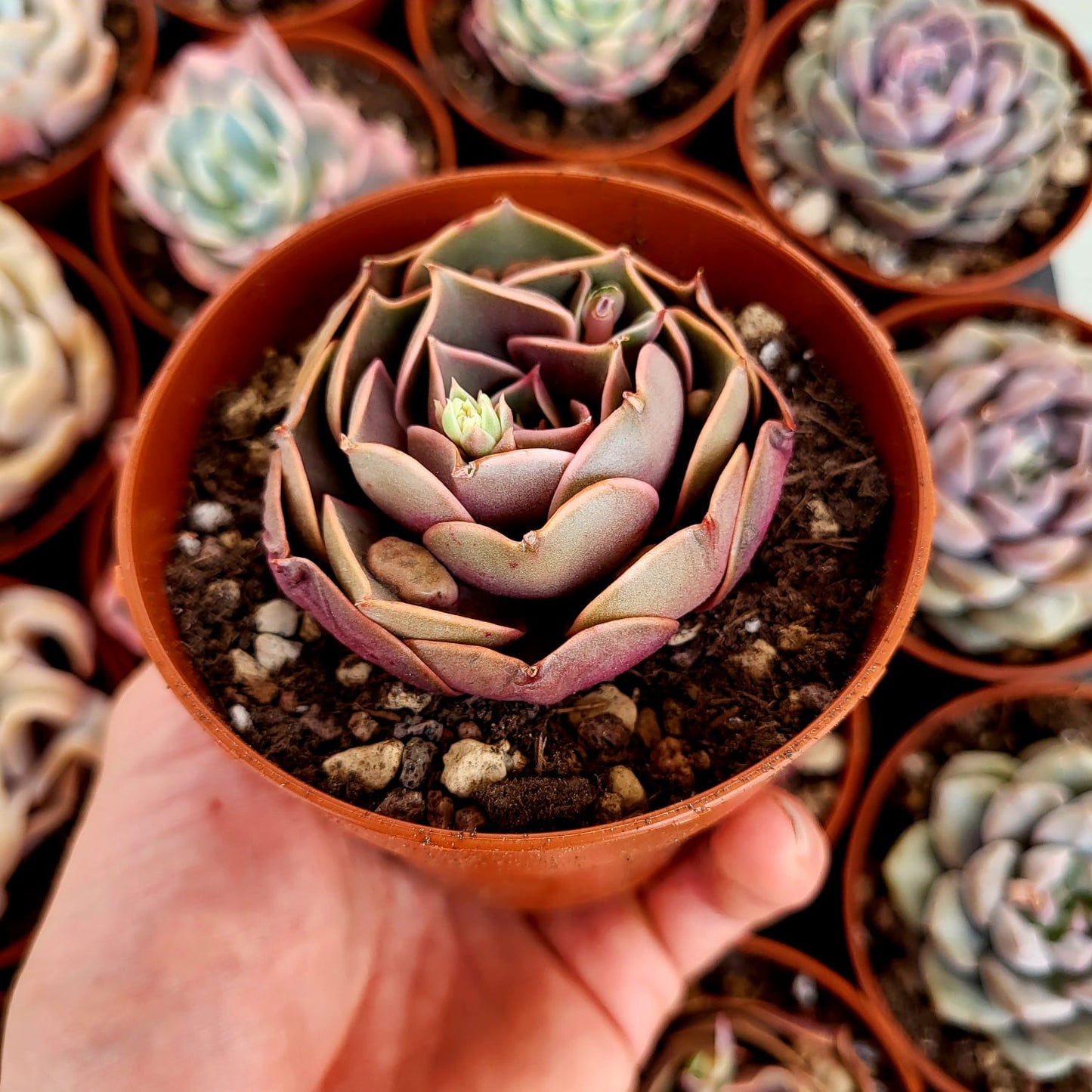 Echeveria "Luce Rossa"