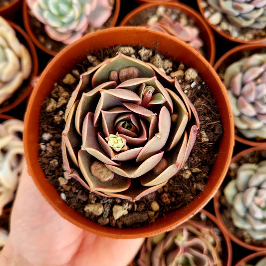 Echeveria "Red Light"