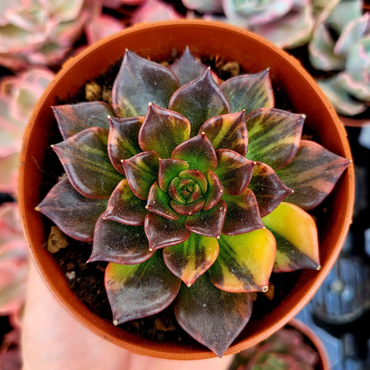 Echeveria "Principe Nero" variegata