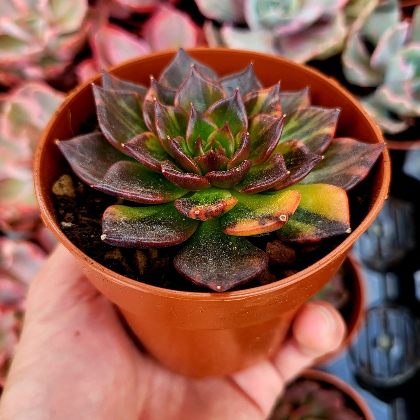 Echeveria "Principe Nero" variegata