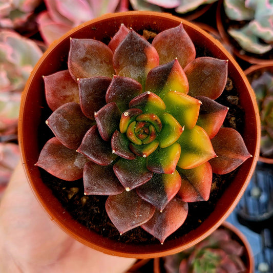 Echeveria "Principe Nero" variegata
