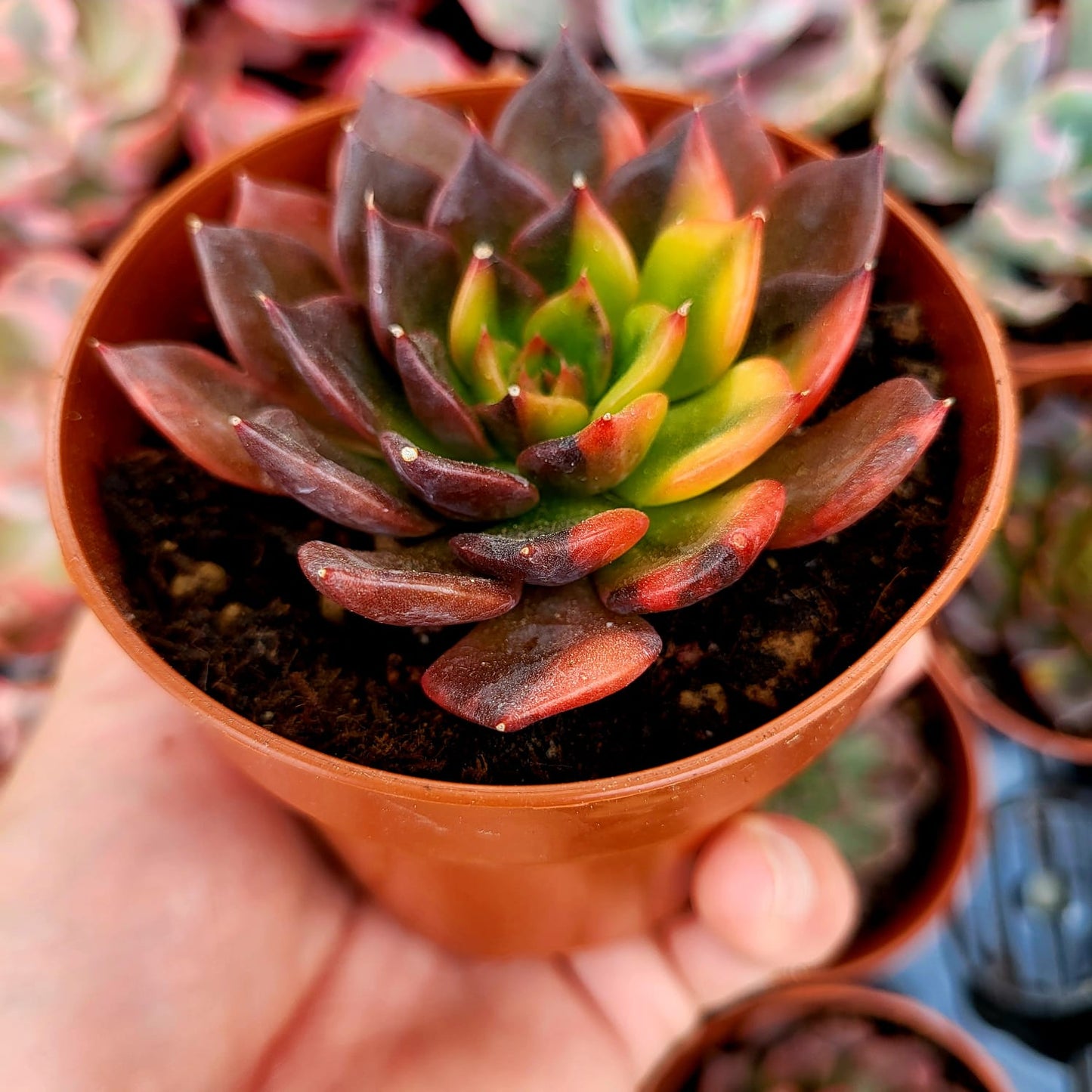 Echeveria "Principe Nero" variegata