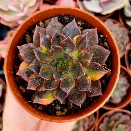 Echeveria "Principe Nero" variegata