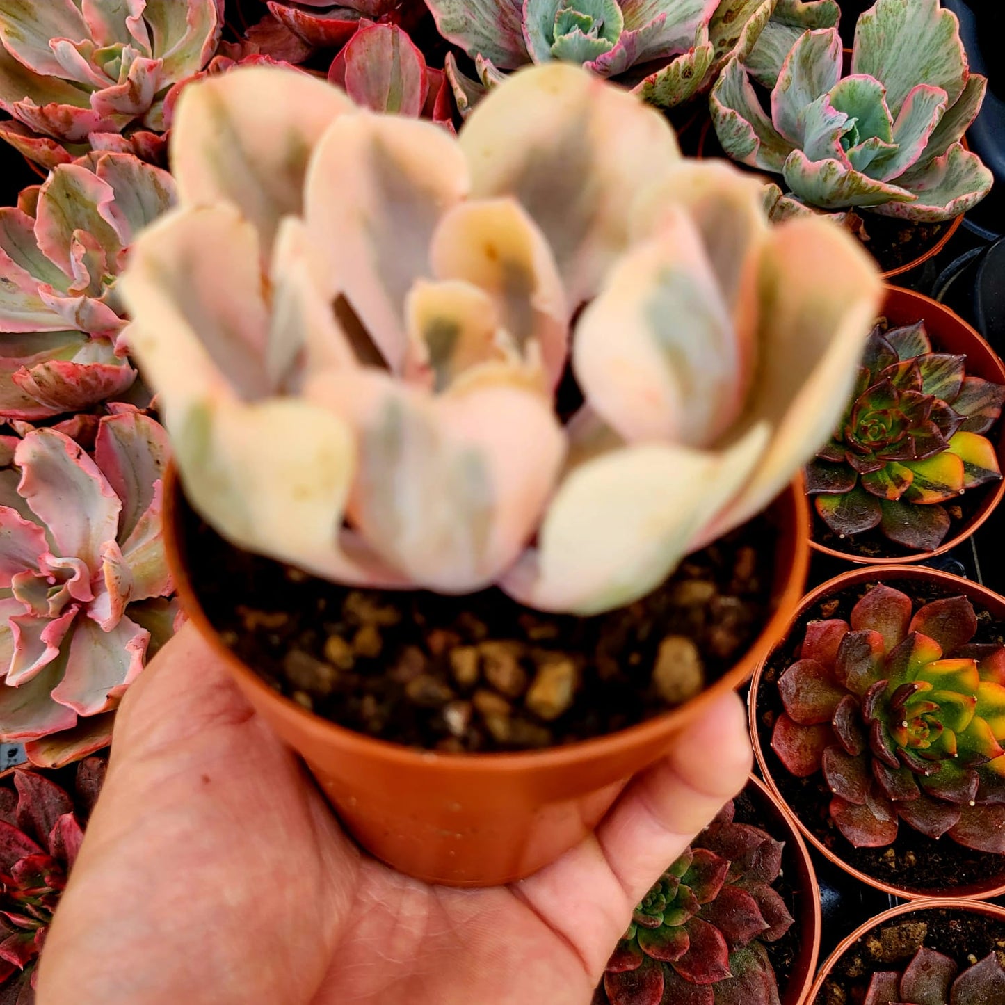 Echeveria "Chantilly White Angel" variegata