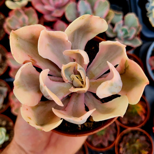 Echeveria "Chantilly White Angel" variegata
