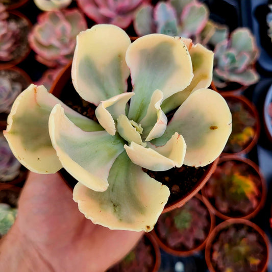 Echeveria "Chantilly White Angel" variegata