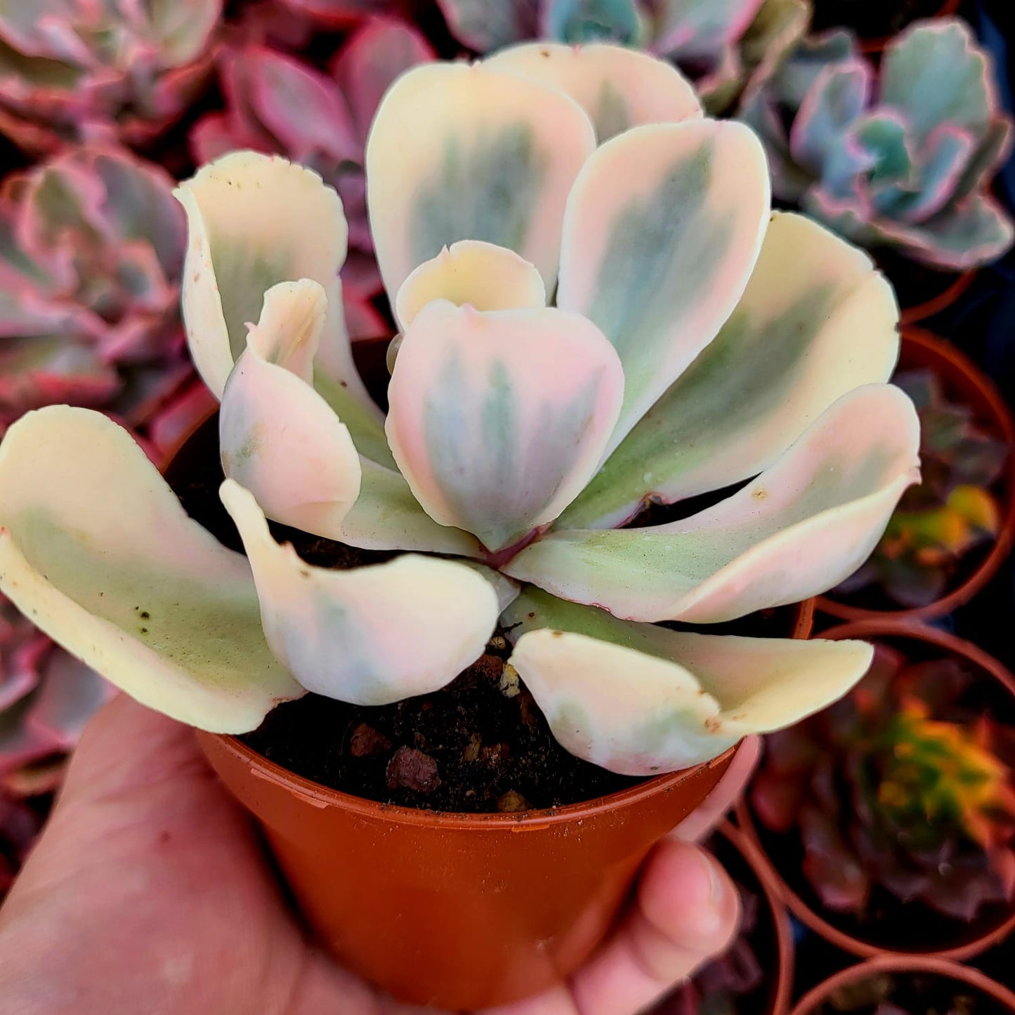 Echeveria "Chantilly White Angel" variegata