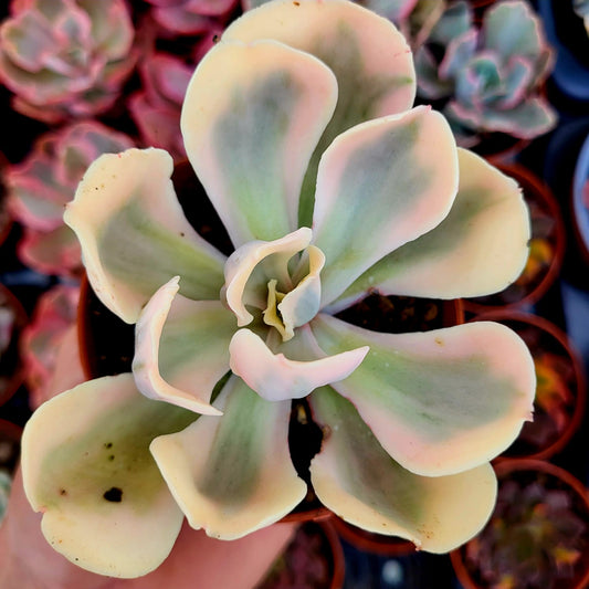 Echeveria "Chantilly White Angel" variegata