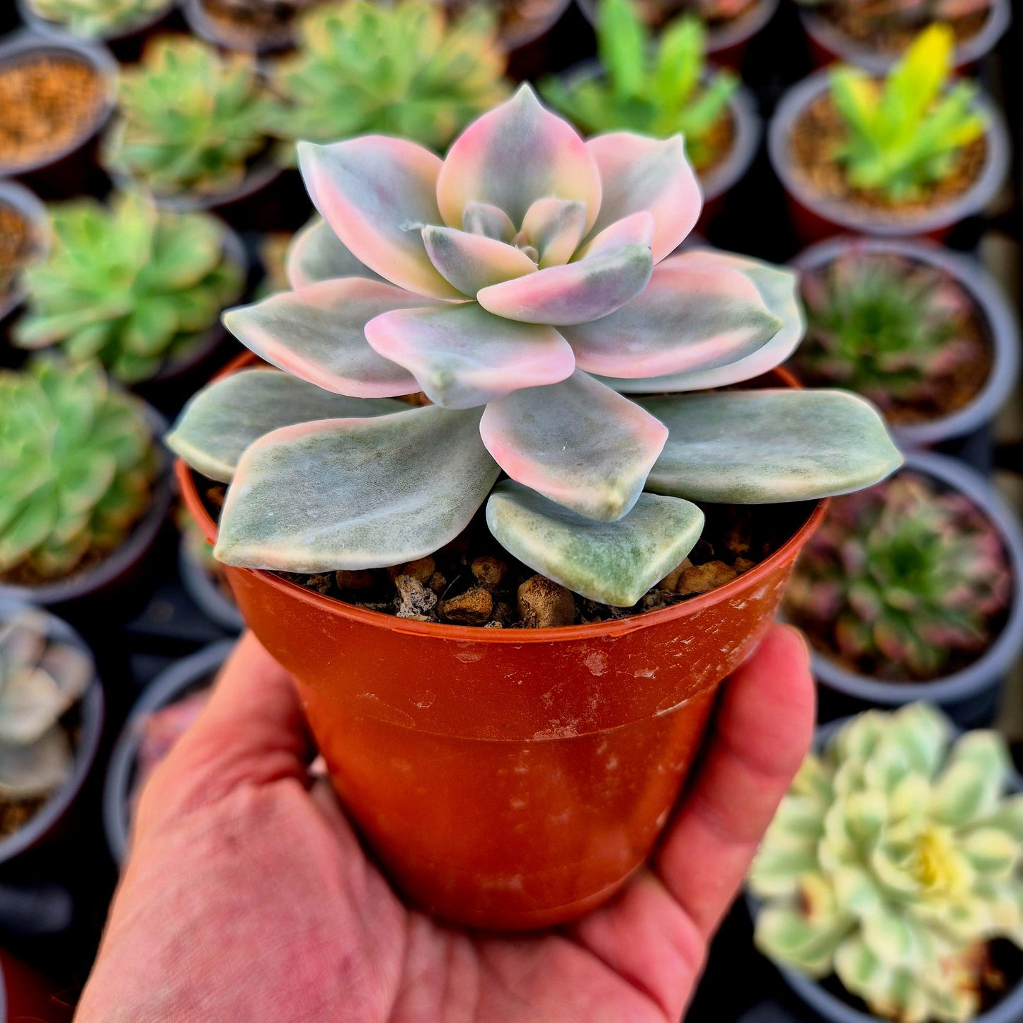 Graptopetalum "Snow White" rosa variegado