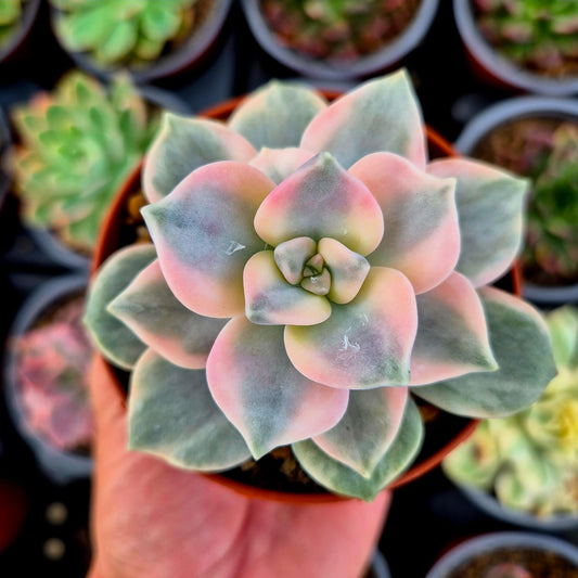 Graptopetalum « Blanche-Neige » panaché de rose