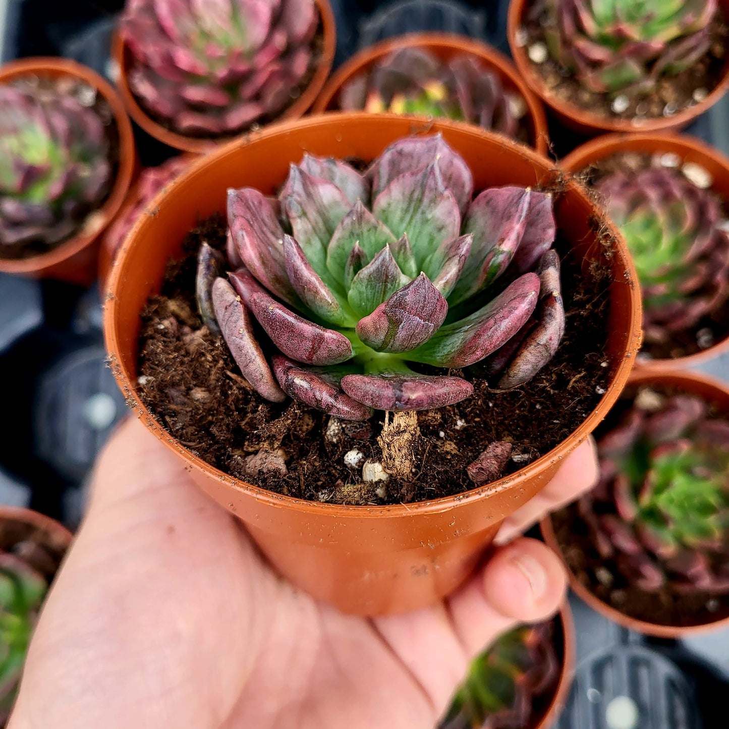Echeveria "Silver Prince" variegada