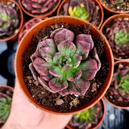 Echeveria "Silver Prince" variegata