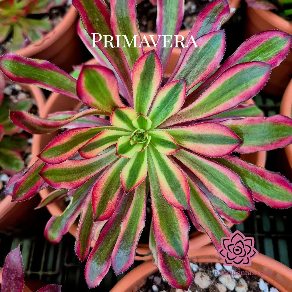 Aeonium ’Atropurpureum’ variegado