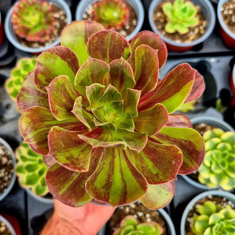 Aeonium ’Aurora’ variegado