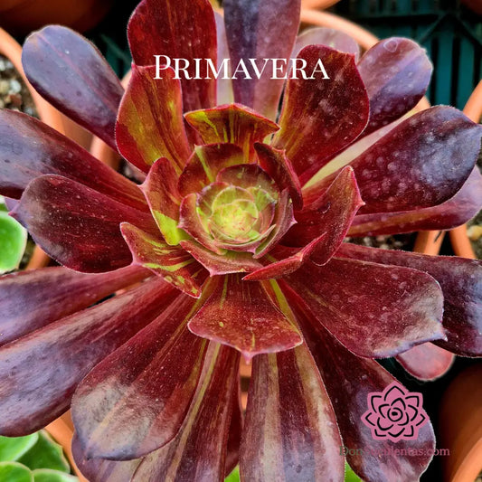 Aeonium ’Aurora’ variegado