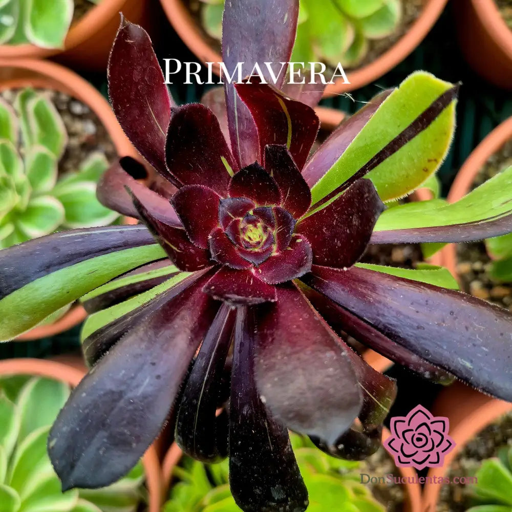 Aeonium ’Big Bang’ variegado