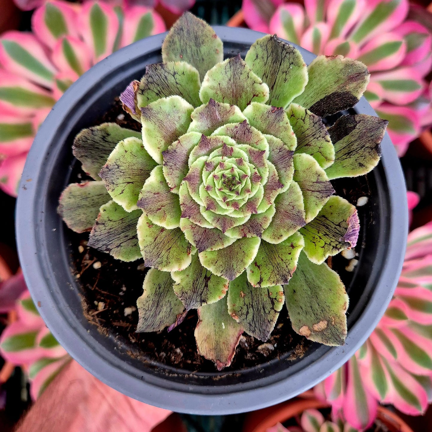 Aeonium ’Black Besta’ variegado