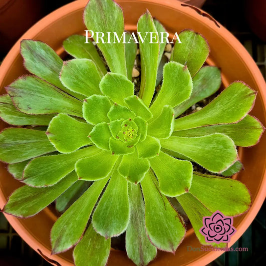 Aeonium ’Black Besta’ variegado