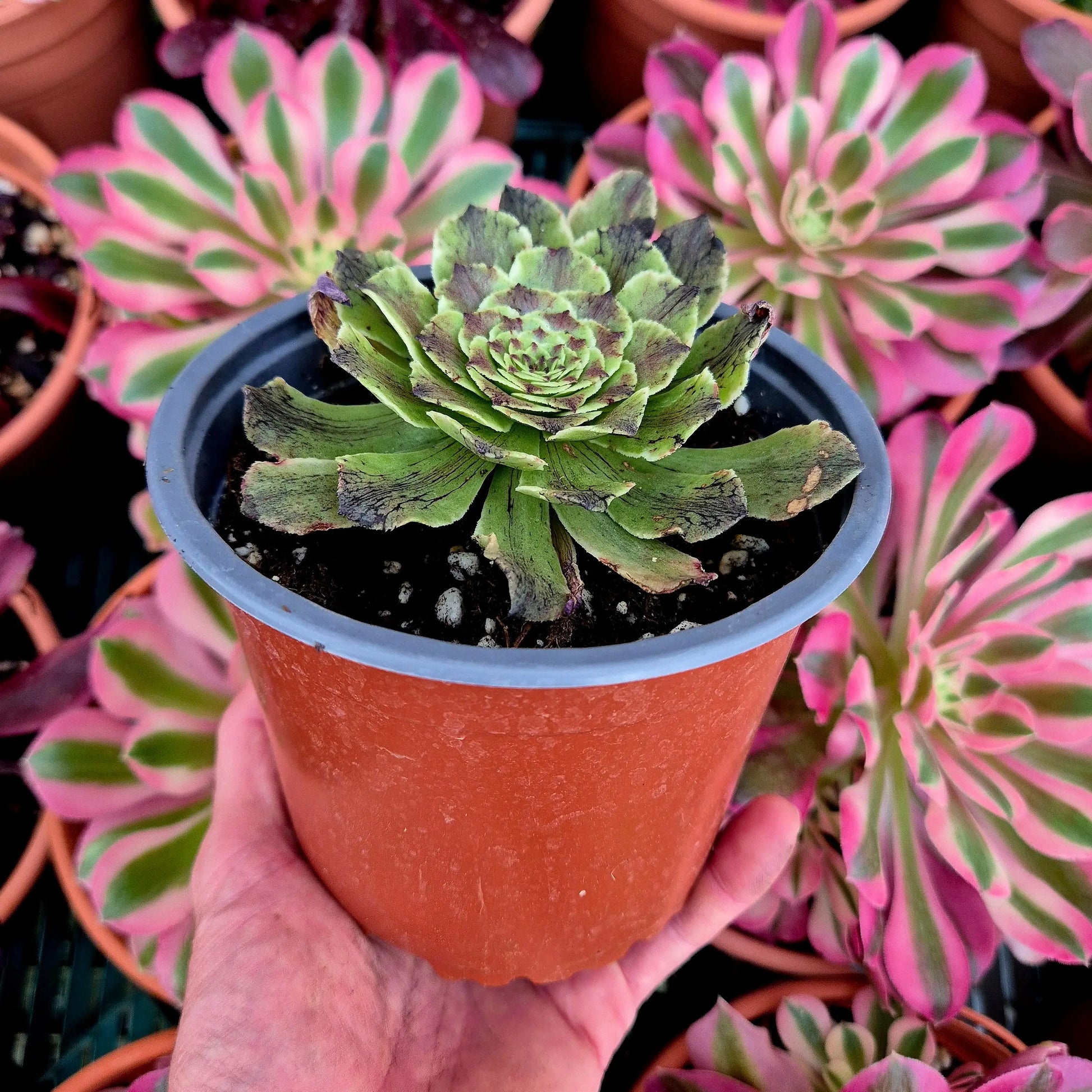 Aeonium ’Black Besta’ variegado